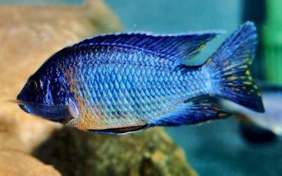 Aulonocara nyassae
